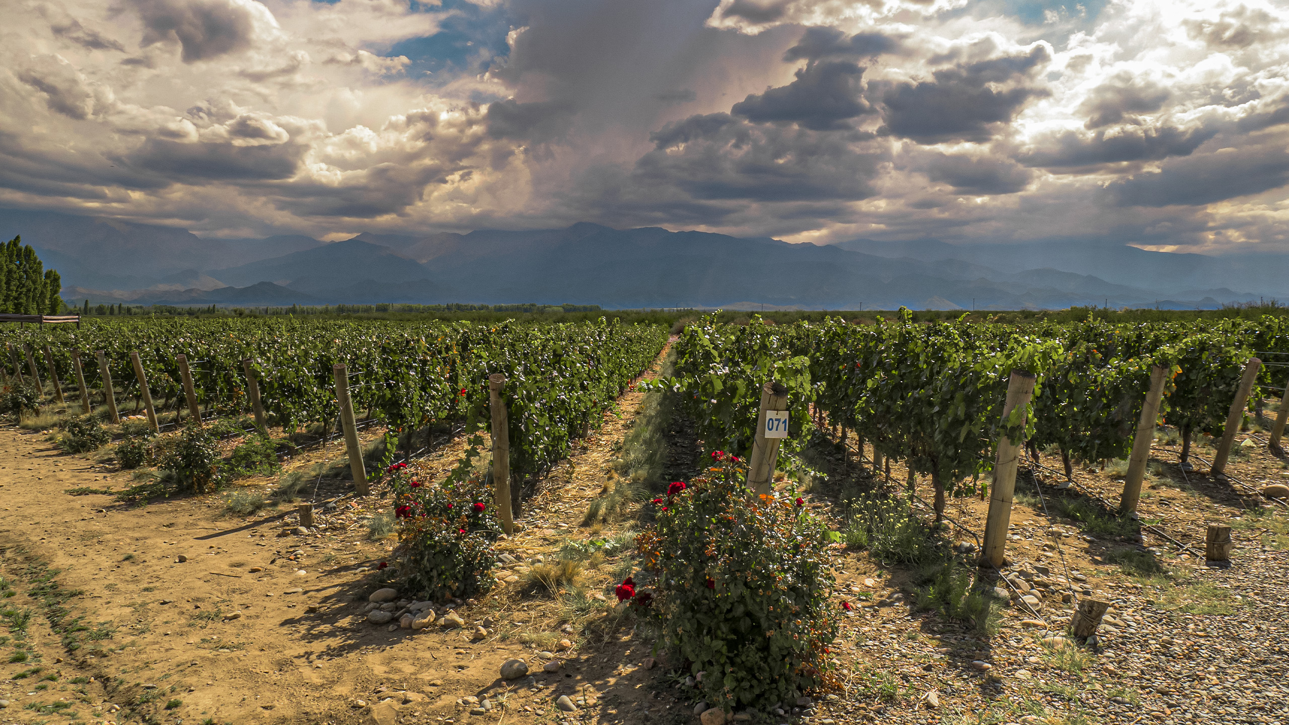 Viñedos del Valle de Uco, con la cordillera de los Andes de fondo, ideal para tours de vino y degustaciones en Mendoza.